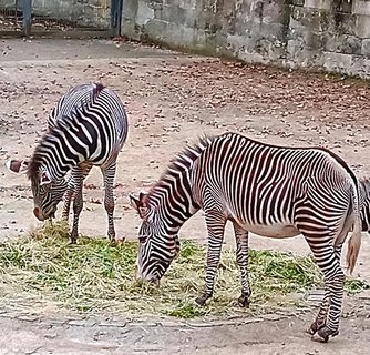 FOTKA - Zoo Norimberk