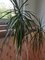 Dracena. PS: Hledm domov.