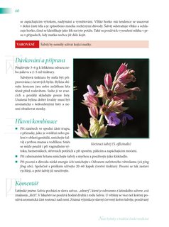 FOTKA - Nae bylinky v tradin nsk medicn