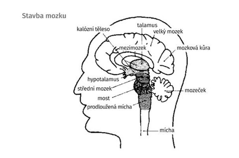 FOTKA - Zlepete si pam, koncentraci a mylen