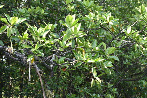 FOTKA - Safari na ece Cherating