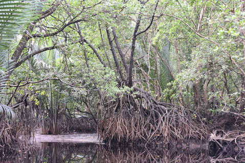 FOTKA - Safari na ece Cherating