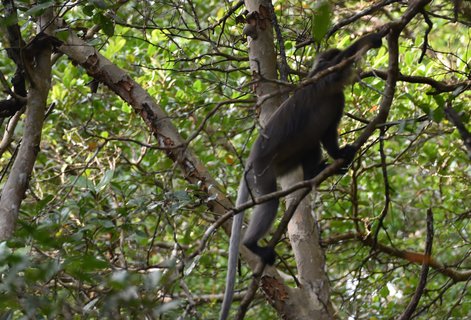 FOTKA - Safari na ece Cherating