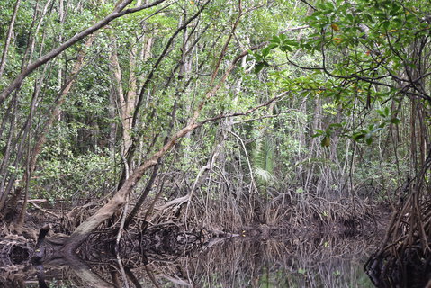 FOTKA - Safari na ece Cherating