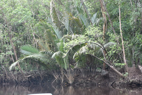 FOTKA - Safari na ece Cherating