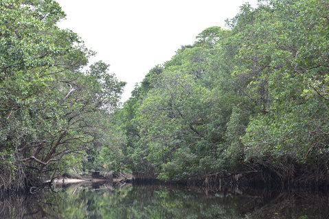 FOTKA - Safari na ece Cherating