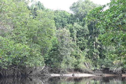FOTKA - Safari na ece Cherating