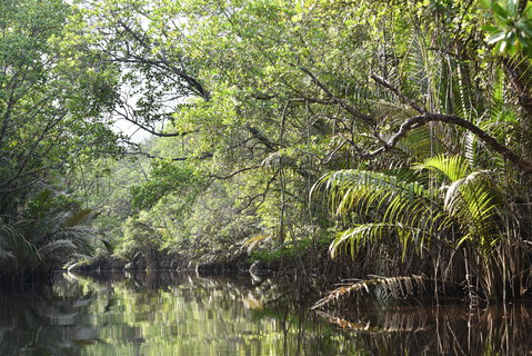 FOTKA - Safari na ece Cherating