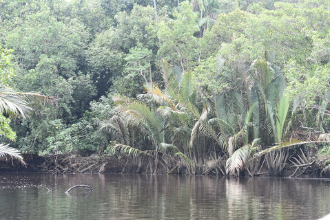 FOTKA - Safari na ece Cherating