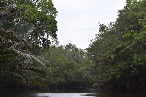 FOTKA - Safari na ece Cherating