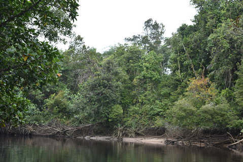 FOTKA - Safari na ece Cherating