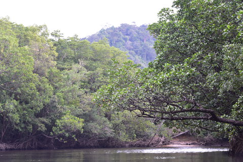 FOTKA - Safari na ece Cherating