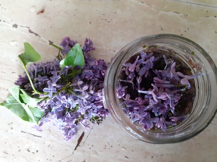 FOTKA - Vyrob si sama: léčivý olejíček z květů šeříku