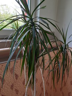 FOTKA - Dracena. PS: Hledm domov.