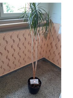 FOTKA - Dracena. PS: Hledm domov.