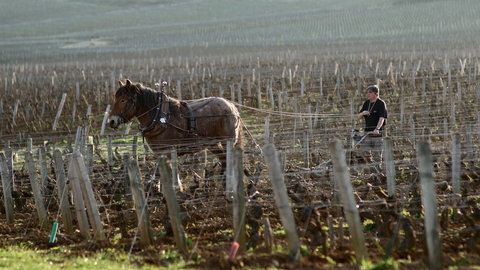 FOTKA - Milovnci vna - Burgundsko  Chardonnay