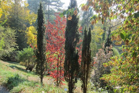 FOTKA - koln botanick zahrada v Maleicch