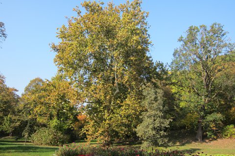 FOTKA - koln botanick zahrada v Maleicch