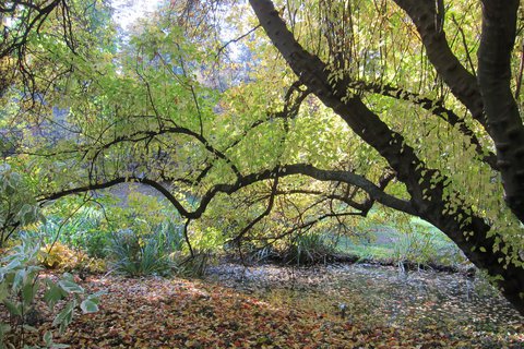 FOTKA - koln botanick zahrada v Maleicch