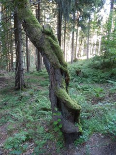 FOTKA - Rozhledna Pajndl na Tisovskm vrchu