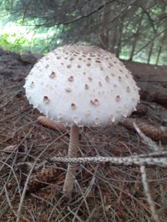 FOTKA - Svten houby