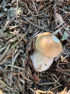 FOTKA - Svten houby
