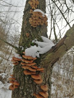 FOTKA - Zimn houbaen