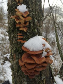 FOTKA - Zimn houbaen