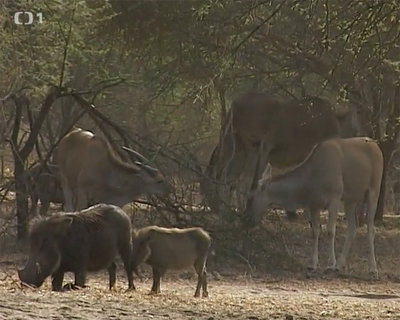 FOTKA - Cestomnie - Senegal: Ve stnu baobabu