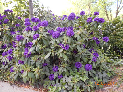 FOTKA - Prochzka po kvtinovm ostrov Mainau