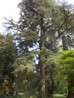 FOTKA - Prochzka po kvtinovm ostrov Mainau