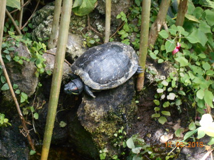 FOTKA - Prochzka po kvtinovm ostrov Mainau