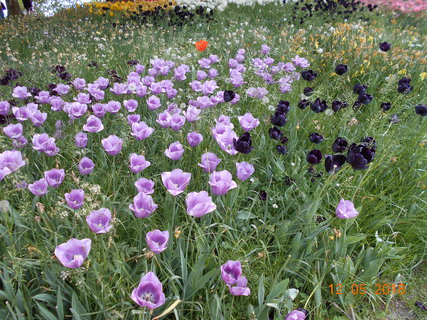 FOTKA - Prochzka po kvtinovm ostrov Mainau