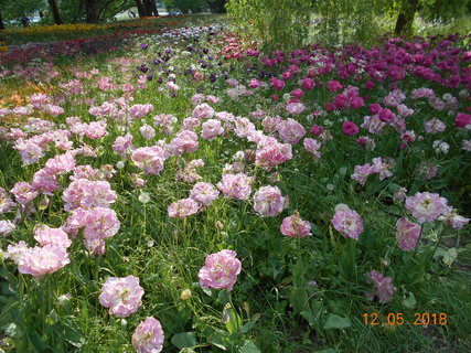 FOTKA - Prochzka po kvtinovm ostrov Mainau