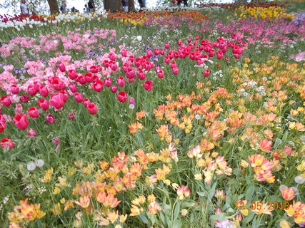 FOTKA - Prochzka po kvtinovm ostrov Mainau