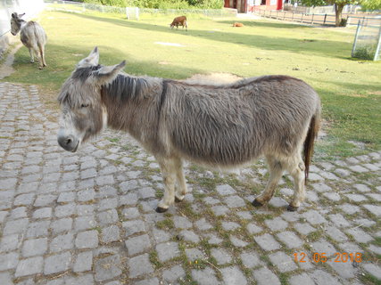 FOTKA - Prochzka po kvtinovm ostrov Mainau