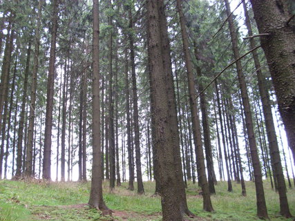 FOTKA - Lesn chrm