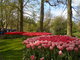 Holandsko - zem tulipn