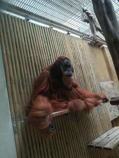 FOTKA - Nvtva Dran a Dransk ZOO