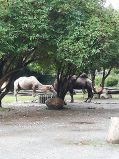 FOTKA - Nvtva Dran a Dransk ZOO