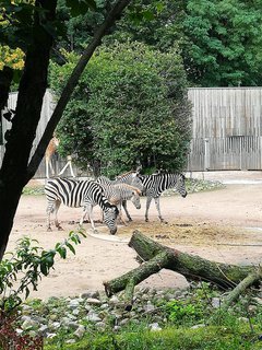 FOTKA - Nvtva Dran a Dransk ZOO