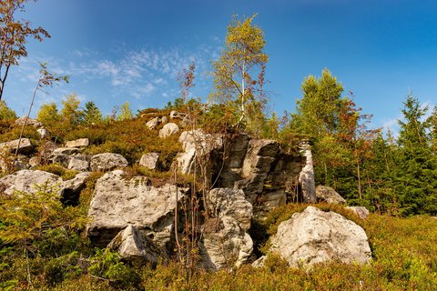 FOTKA - Li dry v Beskydech