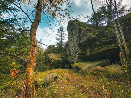 FOTKA - Li dry v Beskydech