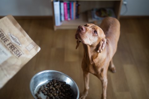FOTKA - Kdy psovi nechutn: Jak vyzrt na neravost?