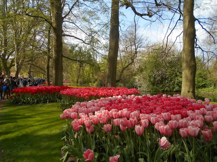 FOTKA - Holandsko - zem tulipn