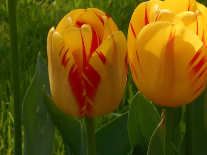 FOTKA - Holandsko - zem tulipn