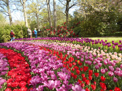 FOTKA - Holandsko - zem tulipn