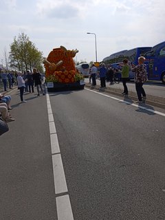FOTKA - Holandsko - zem tulipn