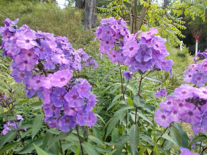 FOTKA - Beovsk botanick zahrada