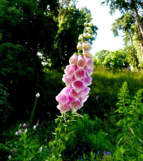 FOTKA - Beovsk botanick zahrada